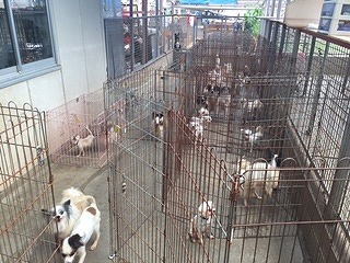 動物愛護団体 エンジェルズ 滋賀シェルター本部