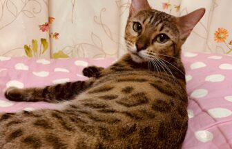 ベンガル猫専門 近江キャット