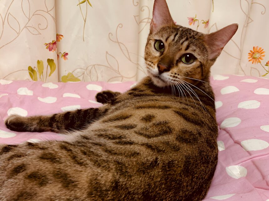 ベンガル猫専門 近江キャット