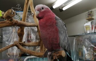 BIRDS SHOP TEN 京都