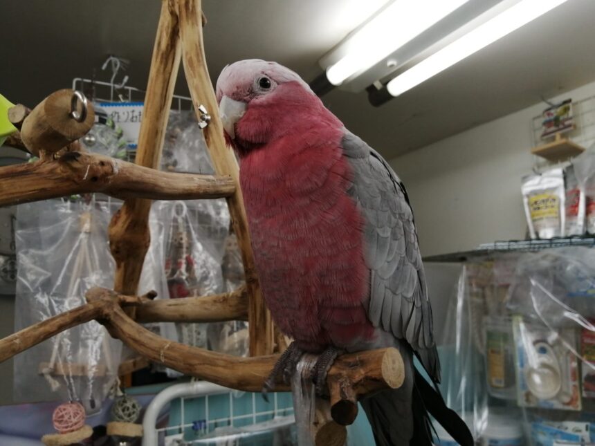BIRDS SHOP TEN 京都